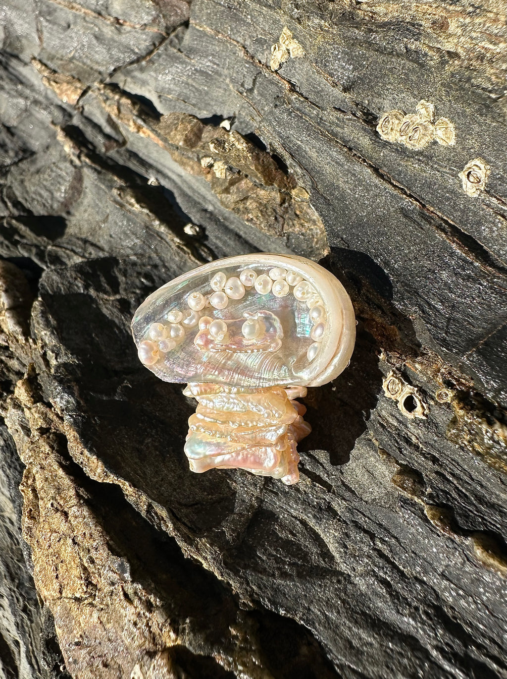 MAMMUT RING