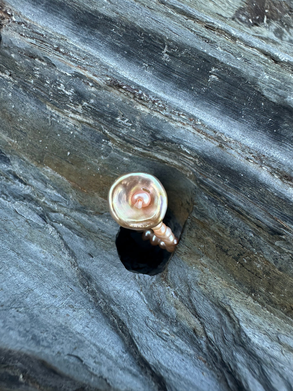 CRASPEDIA RING