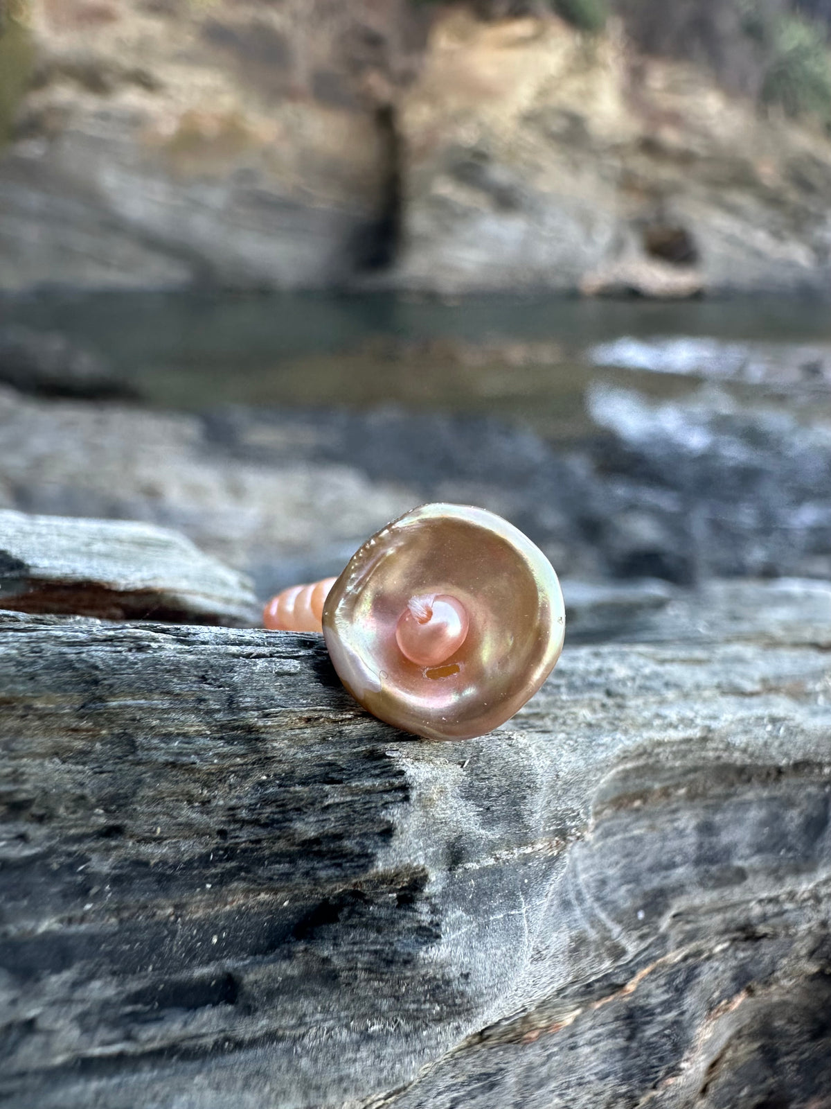 CRASPEDIA RING