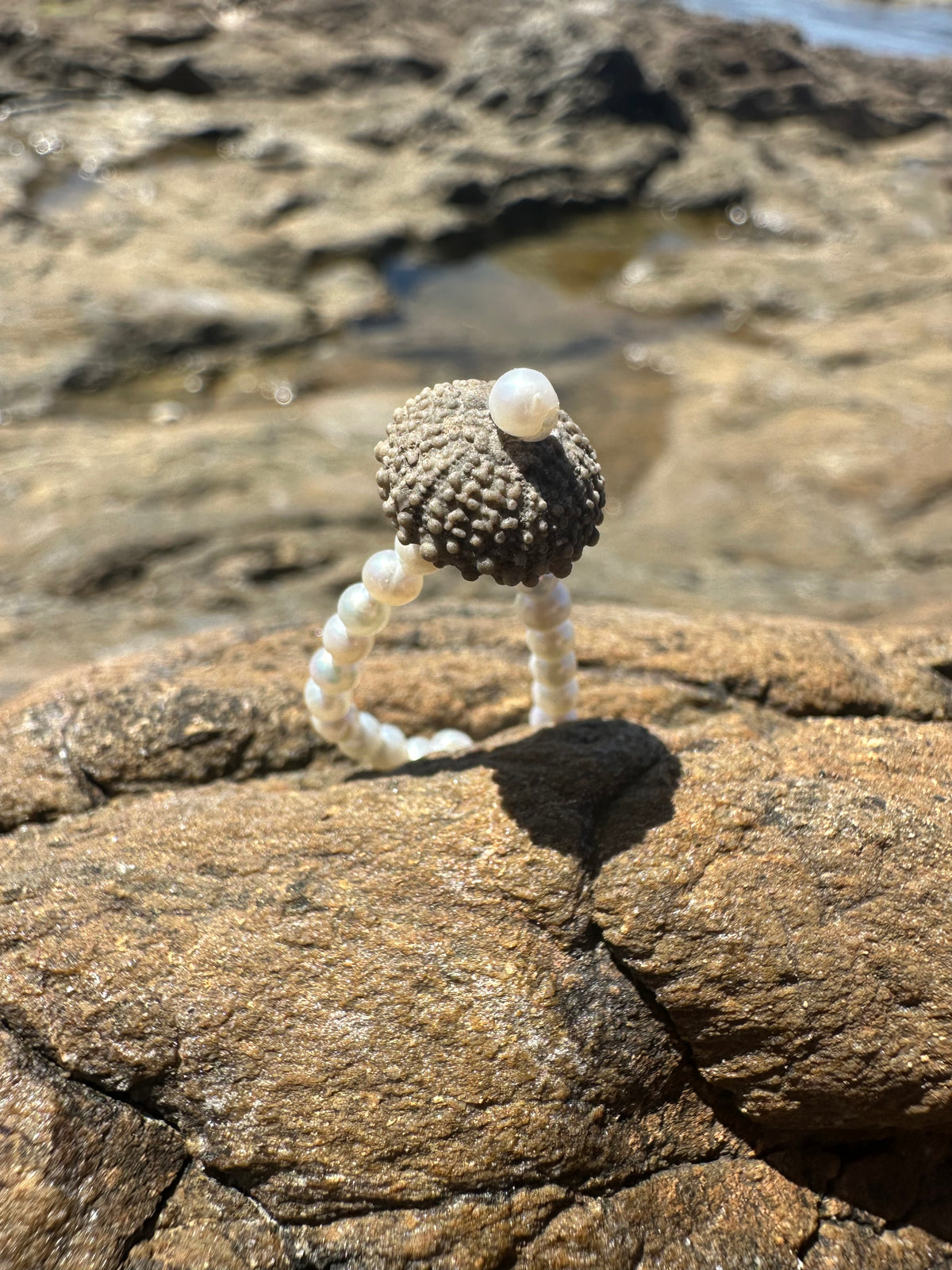 ECHIN RING